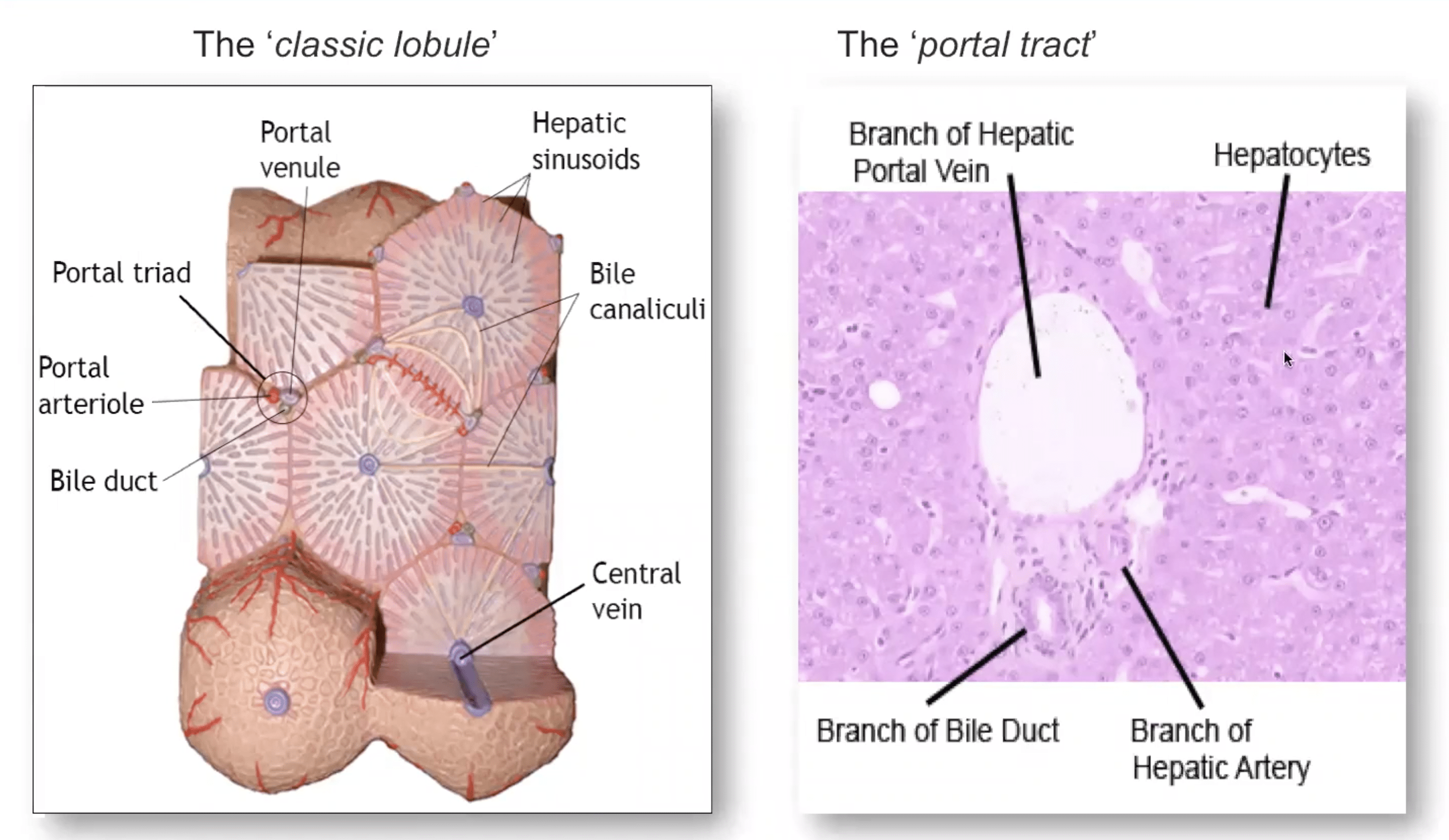 Liver Anatomy and Physiology- Indra van Mourik